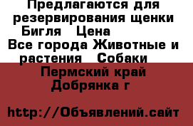 Предлагаются для резервирования щенки Бигля › Цена ­ 40 000 - Все города Животные и растения » Собаки   . Пермский край,Добрянка г.